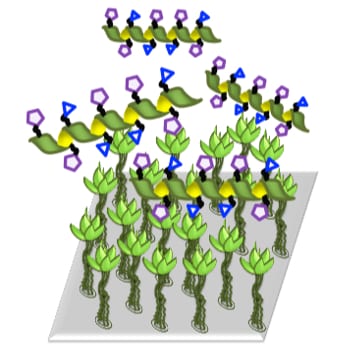 Synthetic polymer could stop the spread of HIV