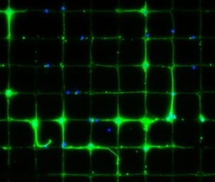 Attraction and Repulsion: Cellular Micropatterns on a Graphene Film