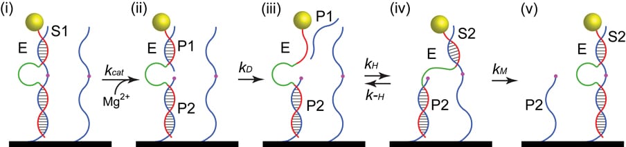 Molecular motor can walk nanoparticles along nanotubes