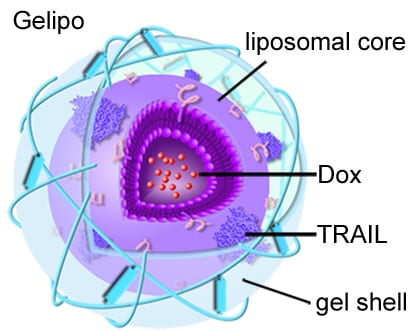 New nanoparticles can deliver multiple anti-cancer drugs