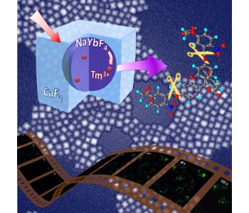 Researchers capture photoactivation at the single-cell level