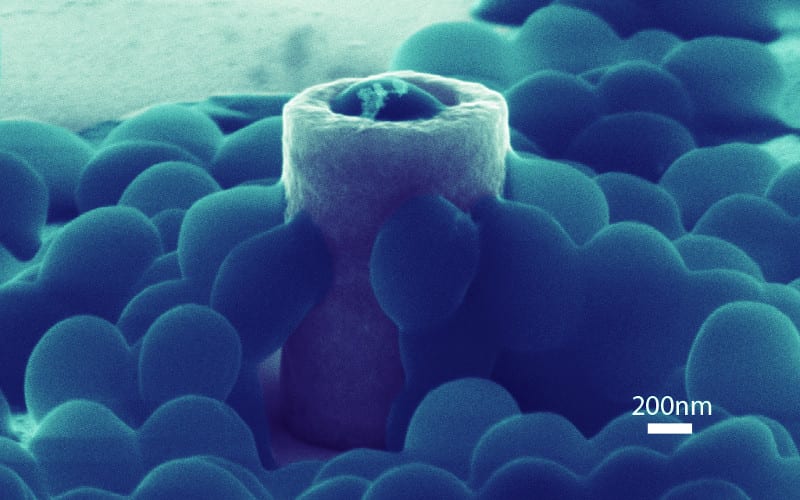 Understanding staph's relationship with nanostructures