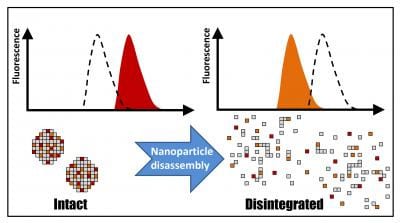 Fluorescence shows real-time nanoparticle biodegradation