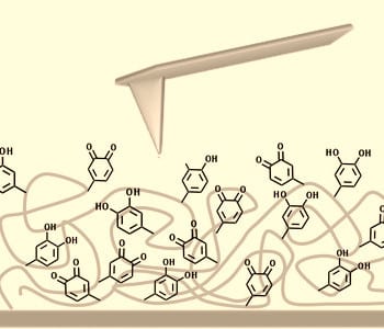 Ordered structure boosts DOPA-mediated adhesion