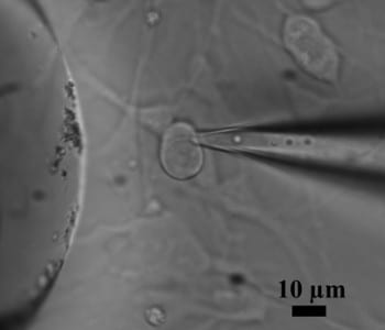 Stimulating neurons with IR-responsive gold nanorods