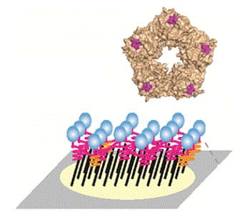 Mimicking inflammation with a biomimetic interface