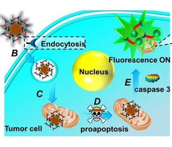 New strategy for individualized cancer treatment