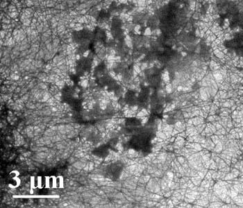 Hybrid electronic transport in peptides