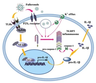 Polyhydroxylated metallofullerenols play dual roles to activate macrophages