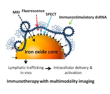 Multifunctional nanocarriers for therapeutic immunology and diagnostics
