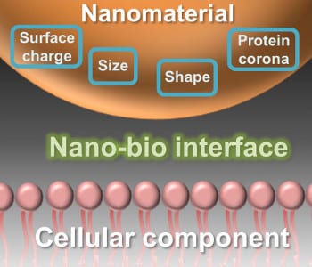 Getting back to the basics of nanomaterials for better nanomedicine