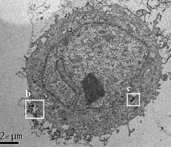 Biological and nanotoxicity assay for cellular nanoparticles