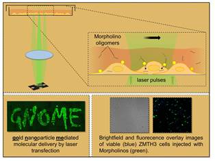 Modeling blood capillaries to prevent shock