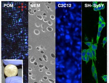 A new trick from liquid crystalline elastomers – responsive cell culture scaffolds