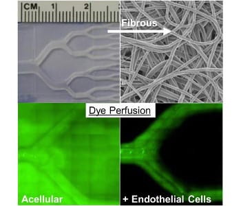 Microvascular electrospun scaffolds