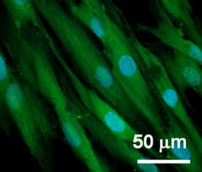 Flavonoid-modified surfaces for medical applications