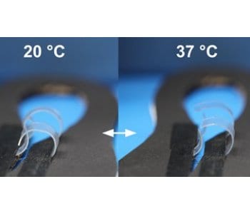 Bidirectional shape-memory effect at human body temperature