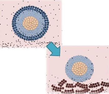 The Missing Dimension of Nanotoxicology