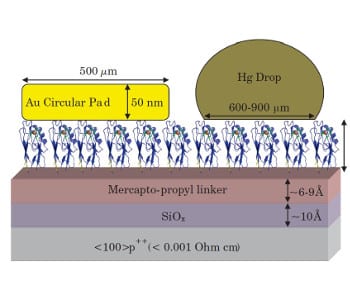 Efficient protein conductors for bioelectronics