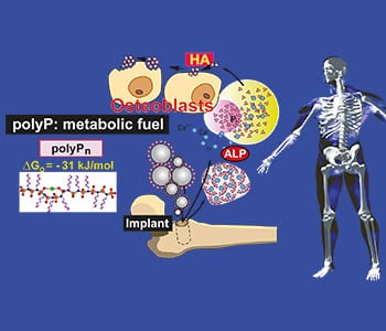 Poly(phosphate) for Bone Formation