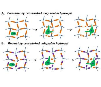 Molecular Doors: Adaptable Hydrogels