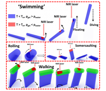 Bioinspired swimming and walking hydrogel mini-robots