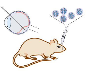 Gene therapy: Non-Viral Nanoparticles as Delivery Systems