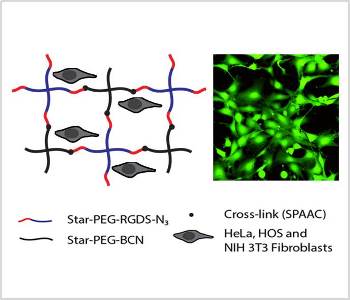 Soft biocompatible PEG hydrogels