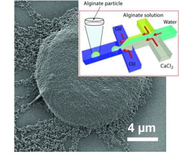 Small Alginate Hydrogels by Microﬂuidic Production