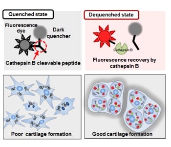 Molecular imaging as prediction tool