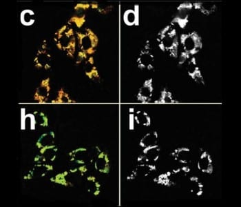 Monitoring Hypoxia with an Ir-Complex Nanoprobe