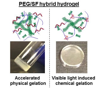 Make better PEG hydrogels with help from silk fibroin