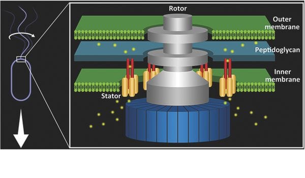 The Pinnacle of Evolutionary Bionanotechnology – The Bacterial Flagellar Motor