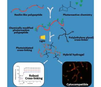 Biosynthetic polypeptides cross-linked via thiol-ene chemistry