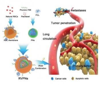 Red-Blood-Cell-Mimetic Nanoparticles against Breast Cancer
