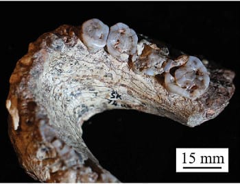 Using micromechanics to simulate the wear and tear of teeth