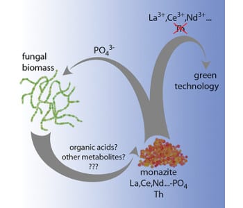 Bioleaching of Rare Earth Elements