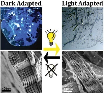 Light-induced color change in the sapphirinid copepods