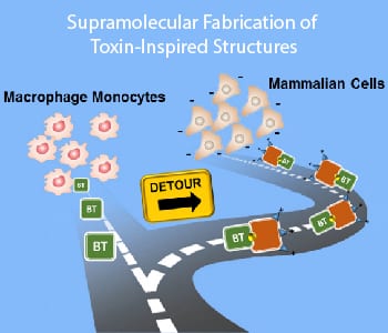 Supramolecular Fabrication of Toxin-Inspired Structures