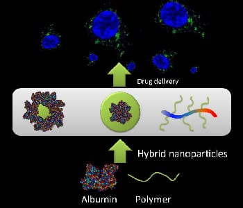 Albumin–Polymer Conjugates for Drug Delivery
