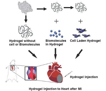 Injectable hydrogels for cardiac tissue repair