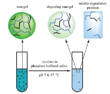 Tailoring degradation in polymeric nanogels