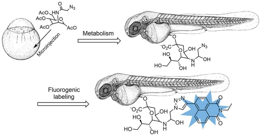 A novel probe for in vivo sialome imaging