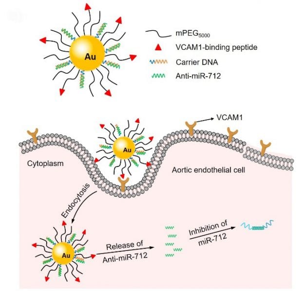 Targeted gene delivery for the treatment of atherosclerosis