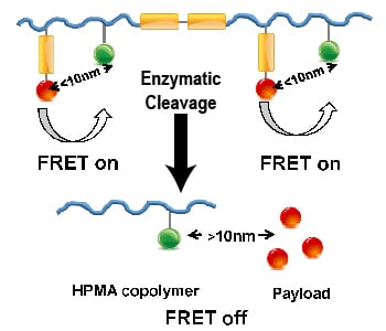 Lighting up enzymatic drug release by FRET
