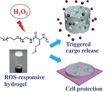 Injectable ROS-responsive hydrogels for sustained drug delivery