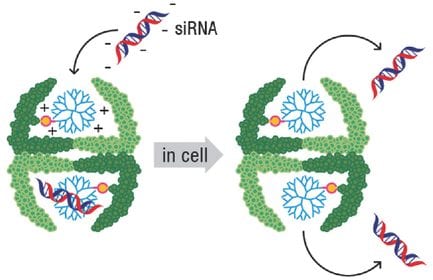 Protein cages for drug delivery