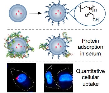 Reducing Adsorption of Proteins on Nanoparticles