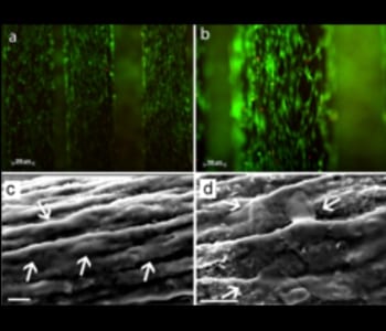 High-Performance Multifunctional Graphene-PLGA Fibers