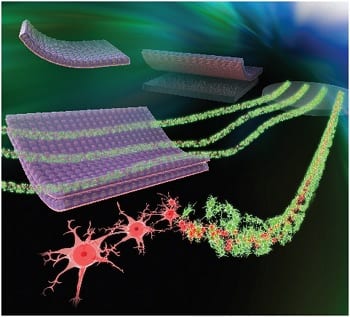 Scaffold-free tissue engineering to create a human neural tissue construct